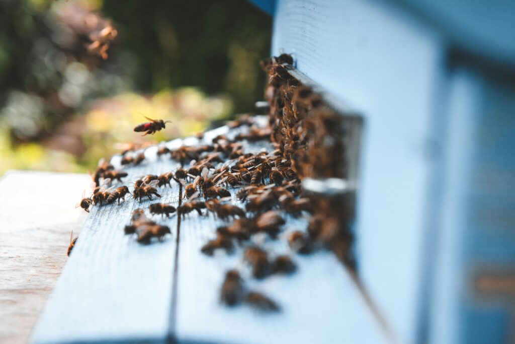A vivid close-up capturing bees at work, swarming a wooden beehive entrance in natural light.