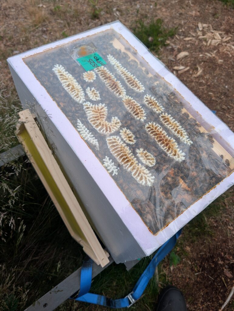 Current-year nuc – frames in an XPS transport box