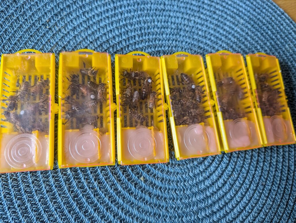 Queens in introduction cages with attendant bees