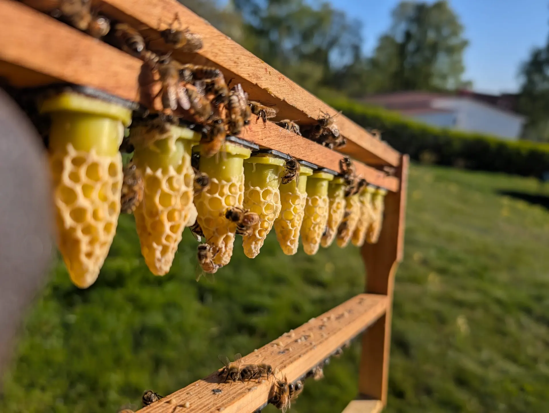 Drottningceller på en avelslist