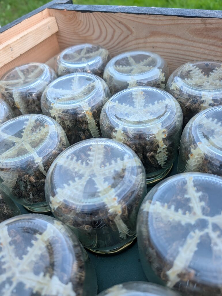 Glass jars in the hive where the bees build comb