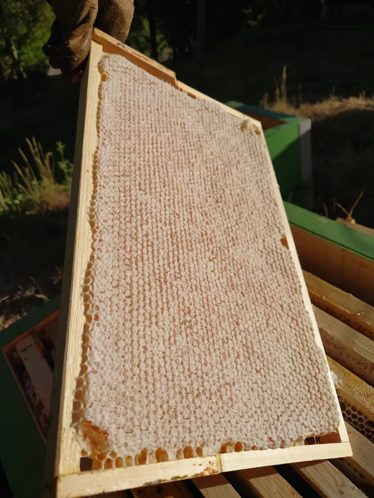 Capped honey frame with wax cappings, ready for extraction
