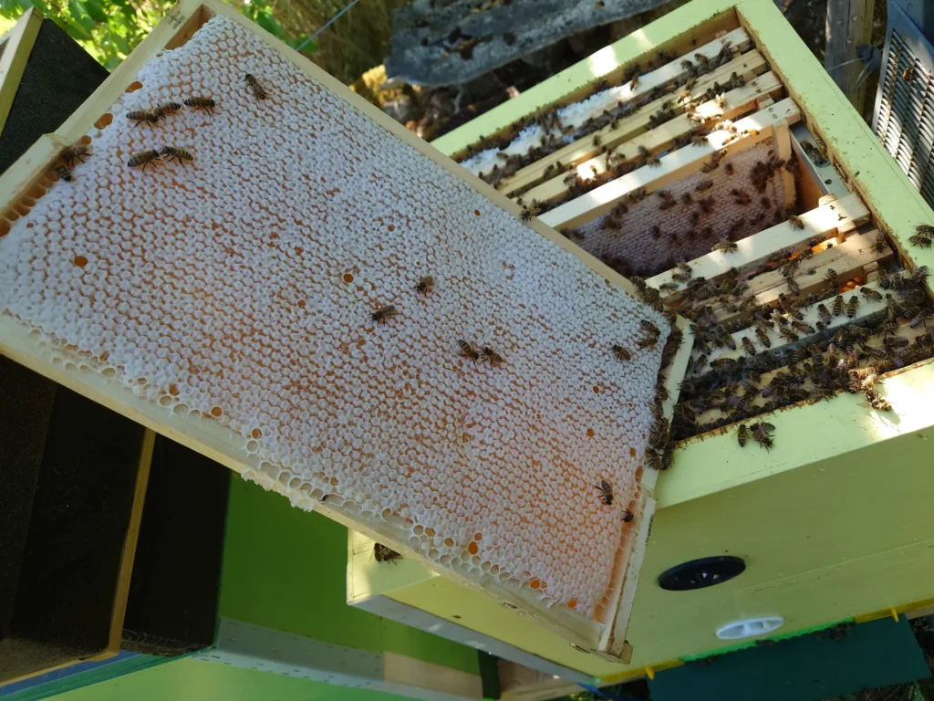 Capped honey frame lifted out of the hive with bees on it